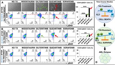 Transient TKI-resistant CD44+pBAD+ blasts undergo intrinsic homeostatic adaptation to promote the survival of acute myeloid leukemia in vitro